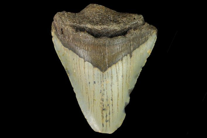 Bargain, Fossil Megalodon Tooth - North Carolina #124810